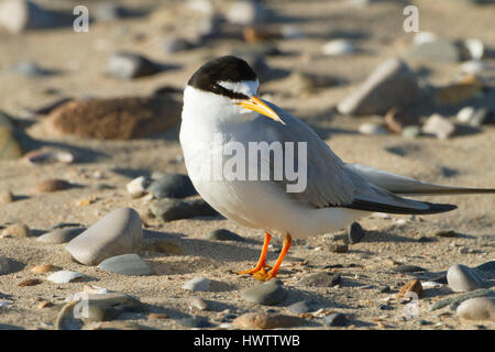 Little Terns (Sterna albifrons ) with newly hatched chick, feeding sand eel-Hyperoplus spp.Indicator of climate change as Little Terns are only able to feed in top layer of sea water , and as sea warms up sand eels move to deeper colder water meaning that they are unable to reach their main prey item . Stock Photo