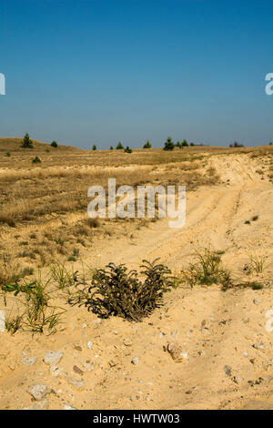 In Wilderness Jüterbog after more than 150 years as a military training area since 1992 in one of the rare Steppe landscapes in Germany nature rules.  Stock Photo