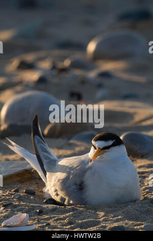 Little Terns (Sterna albifrons ) with newly hatched chick, feeding sand eel-Hyperoplus spp.Indicator of climate change as Little Terns are only able to feed in top layer of sea water , and as sea warms up sand eels move to deeper colder water meaning that they are unable to reach their main prey item . Stock Photo