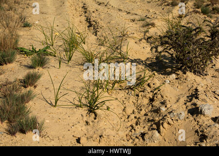 In Wilderness Jüterbog after more than 150 years as a military training area since 1992 in one of the rare Steppe landscapes in Germany nature rules.  Stock Photo