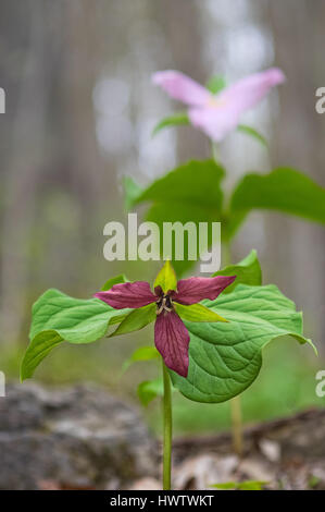 Red and white trillium stand together in Spring along the West Virginia Highlands Scenic Highway. Stock Photo