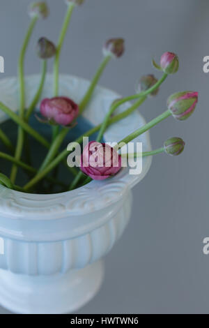 pink ranunculus in pale green ceramic vase Stock Photo
