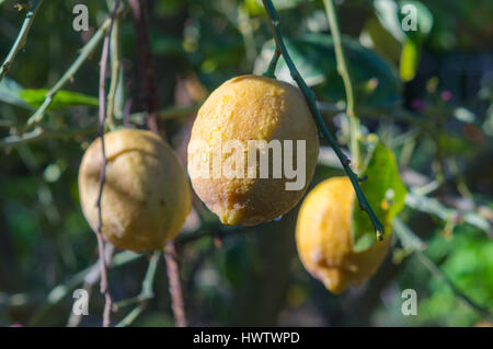 Close up shot of lemons hanging on a tree. Stock Photo