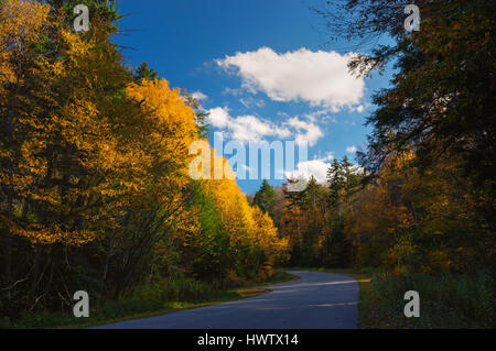 Brilliant autumn golds line the blue afternoon sky along the road at Cranberry Glades in West Virginia. Stock Photo