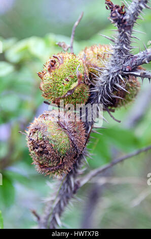 Galls formed by the larvae of the Spiny Rose Stem Gall Wasp on Rugosa rose plants, Islesford, Maine. Stock Photo