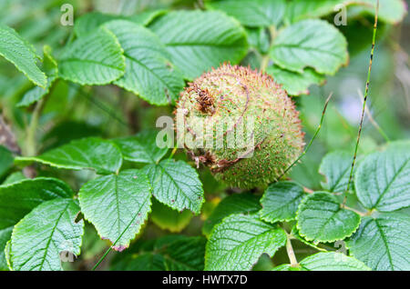 Galls formed by the larvae of the Spiny Rose Stem Gall Wasp on Rugosa rose plants, Islesford, Maine. Stock Photo