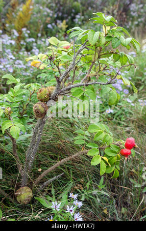 Galls formed by the larvae of the Spiny Rose Stem Gall Wasp on Rugosa rose plants, Islesford, Maine. Stock Photo