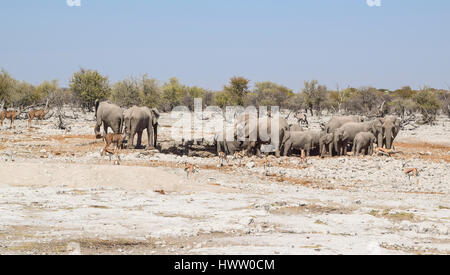 sunny arid savannah scenery including a african bush elephants cub seen ...