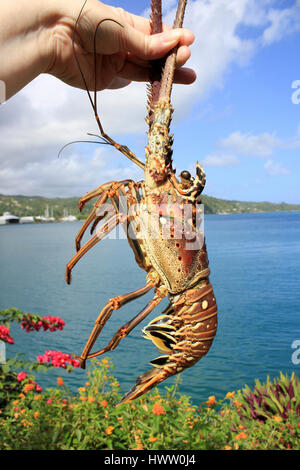 Caribbean Spiny Lobster Panulirus argus Stock Photo