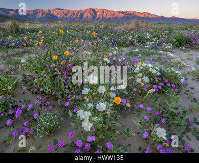 CALIFORNIA, USA: Desert landscape with flowering Sand verbena, Desert gold, and Birdcage evening primrose with the Santa Rosa Mountains in background, Stock Photo