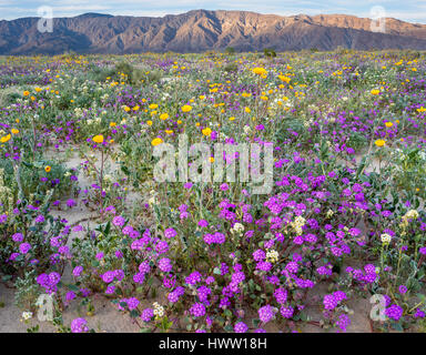 CALIFORNIA, USA: Desert landscape with flowering Sand verbena, Desert gold  and Birdcage evening primrose with the Santa Rosa Mountains in background. Stock Photo