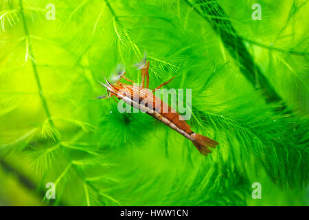 Prawn in the deep water Stock Photo