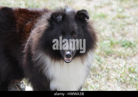 Beautiful black and white shetland sheepdog. Stock Photo