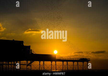 Aberystwyth, Wales, UK. 23rd Mar, 2017. UK Weather: Final Starling Murmurations of the season in Aberystwyth - As the sun sets dramatically over the sea in Aberystwyth, thousands of tiny starlings return for the last few evenings to roost overnight for safety and warmth on the forest of cast iron legs underneath the town's Victorian seaside pier on the west Wales coast of Cardigan Bay, UK . Soon they will return en masse to their summer territories in Scandinavia. Although apparently plentiful in Aberystwyth (one of the few urban starling roosts in the UK). Credit: keith morris/Alamy Live News Stock Photo