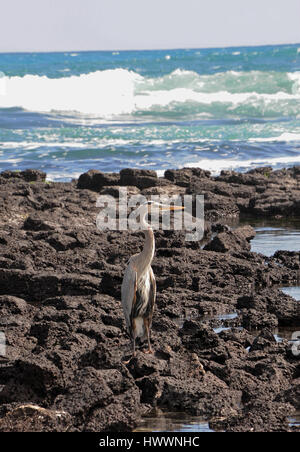 Santa Cruz, Ecuador. 20th Oct, 2016. A heron stands on lava stone in Tortuga Bay near Puerto Ayora on the Galapagos Archipelago island of Santa Cruz. Photo: Reinhard Kaufhold/dpa-Zentralbild/ZB | usage worldwide/dpa/Alamy Live News Stock Photo