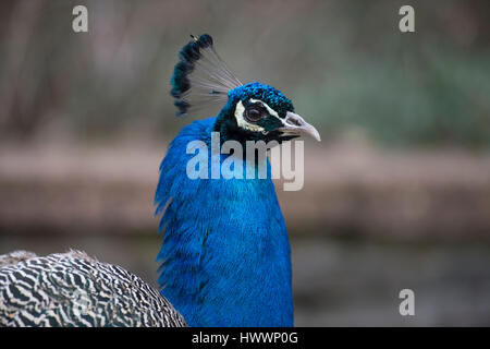 Berlin, Germany. 19th Mar, 2017. A peacock can be seen at the zoo in Berlin, Germany, 19 March 2017. Photo: Paul Zinken/dpa/Alamy Live News Stock Photo