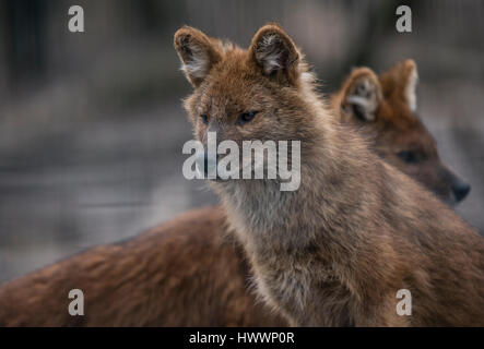 Berlin, Germany. 19th Mar, 2017. An attentive Asian dhole can be seen at the zoo in Berlin, Germany, 19 March 2017. Photo: Paul Zinken/dpa/Alamy Live News Stock Photo