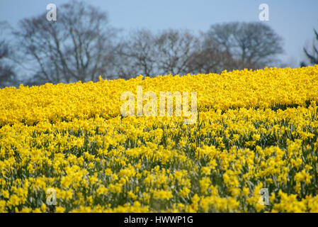 Rhuallt, Denbighshire, Wales, UK. 23rd March, 2017. A field of daffodils in full flower, Rhuallt, Denbighshire, Wales. Credit: John Eveson/Alamy Live News Stock Photo