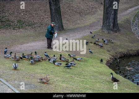 Old man feeding ducks in Moczydlo Park in Wola District of Warsaw, Poland Stock Photo