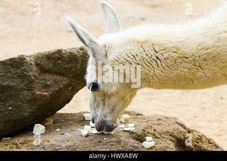 Llama lama in the zoo outdoors eating Stock Photo