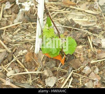 Young small grape-vine plant Stock Photo