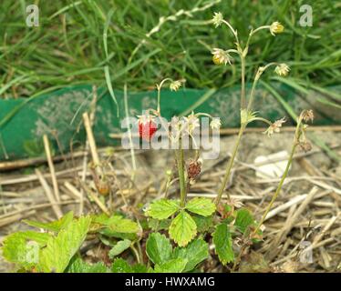 Wild strawberry plant with green leafs and ripe red fruit Stock Photo ...