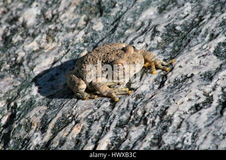 Canyon Treefrog (Hyla Arenicolor), Seven Falls Trail, Tuscon, Arizona Stock Photo