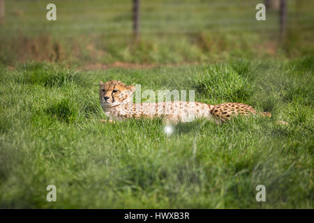 Sleepy leopard lazy laying on a grass Stock Photo