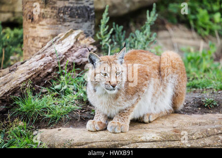 Elegant lynx sitting on a wood outdoors Stock Photo