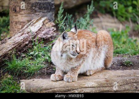 Elegant lynx sitting on a wood outdoors Stock Photo