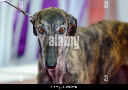 Portrait of a sad dog Greyhound Stock Photo