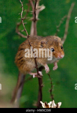 Harvest Mouse (micromys minutus) Stock Photo