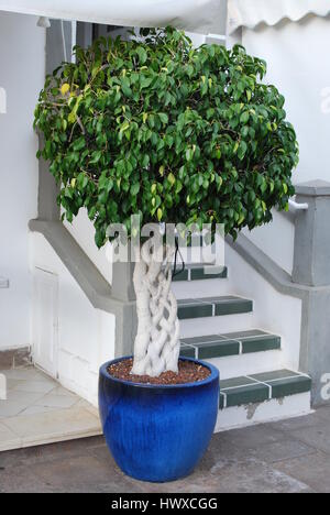 Ficus benjamina with braided stem growth in the blue pot. Stock Photo