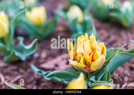 Yellow and red short stemmed tulips macro closeup Stock Photo