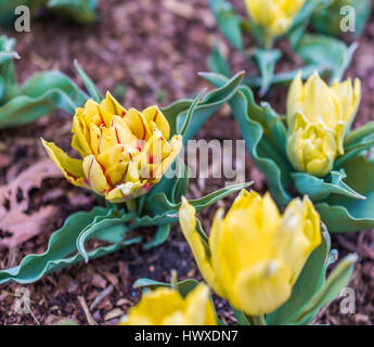 Yellow and red short stemmed tulips macro closeup Stock Photo