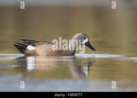 A male Blue-Winged Teal swims after courtship display with his mate. These beautiful ducks face high mortality rates and are difficult to photograph. Stock Photo