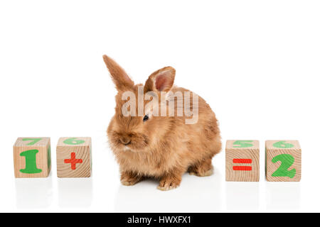 Math with rabbit and diced Stock Photo