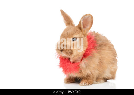 Portrait of a small beautiful red rabbit Stock Photo