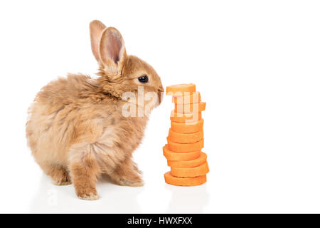Rabbit near a carrot on white Stock Photo