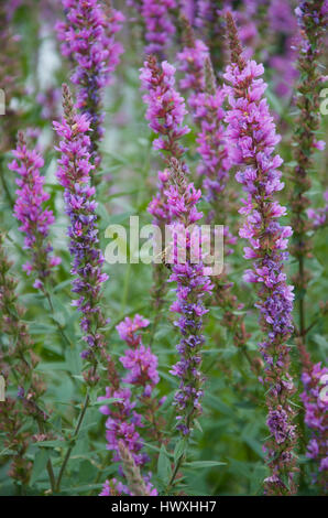 Loosestrife, Purple Lythrum salicaria with visiting bee Stock Photo
