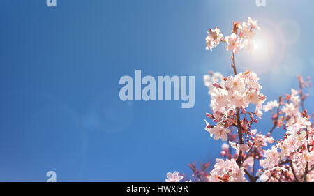 Cherry blossom tree spring background with copy space Stock Photo