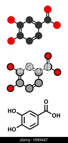 Protocatechuic acid (PCA) green tea antioxidant molecule. Stylized 2D renderings and conventional skeletal formula. Stock Vector