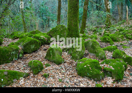 Stones covered with green moss inside  magic forest, in Appennines Italy Stock Photo