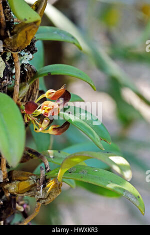 A Strange wild Orchid (Rhytionanthos spathulatum) growing on a tree trunk in the forest in North East Thailand Stock Photo