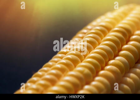 Closeup of ripe, yellow corn kernels with bright glowing sunlight shining on it. Textured background. Organic agriculture, raw materials, ingredients, Stock Photo