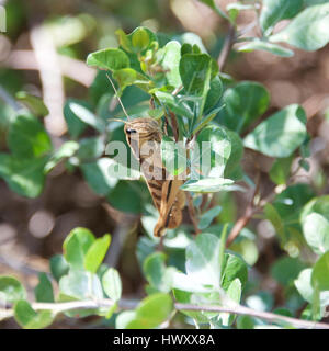 Desert Locust, African Locust, Southern Cape, South Africa. Stock Photo