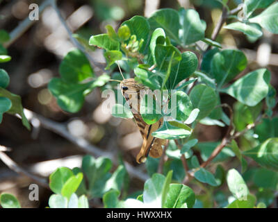 Desert Locust, African Locust, Southern Cape, South Africa. Stock Photo