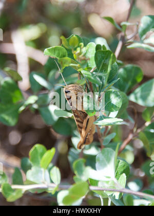 Desert Locust, African Locust, Southern Cape, South Africa. Stock Photo