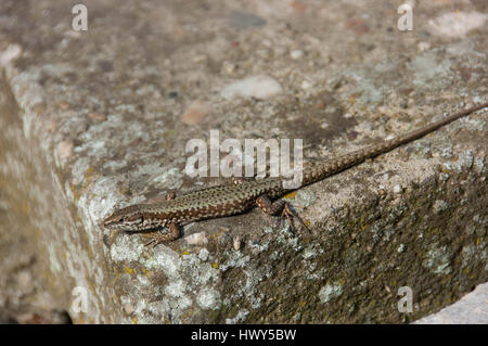 Lizard standing on the rock and sunning itself Stock Photo
