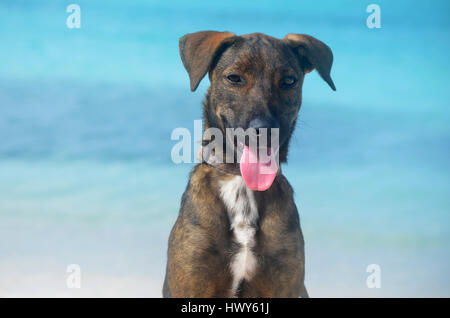 Adorable face of an Arubian cunucu dog on the beach. Stock Photo